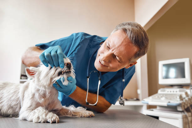 Best Emergency Tooth Extraction in Agua Dulce, TX